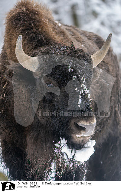 Amerikanischer Bison / american buffalo / WS-10293