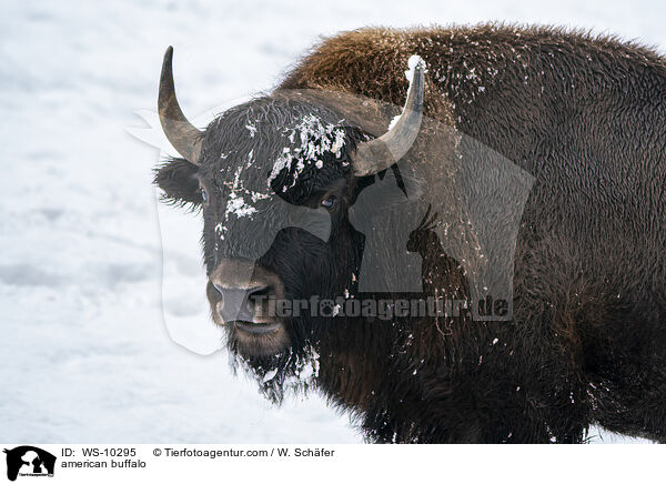 american buffalo / WS-10295