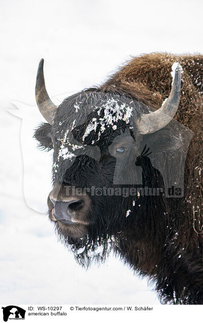 american buffalo / WS-10297