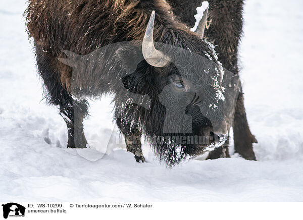 american buffalo / WS-10299