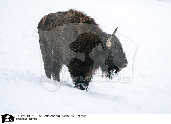 Amerikanischer Bison / american buffalo / WS-10337