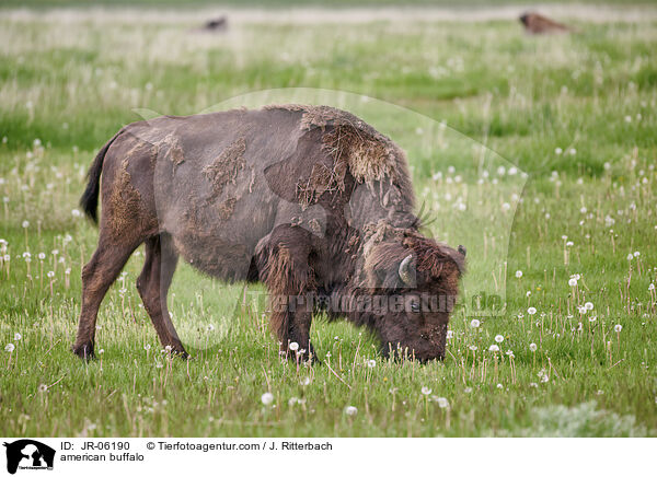 american buffalo / JR-06190