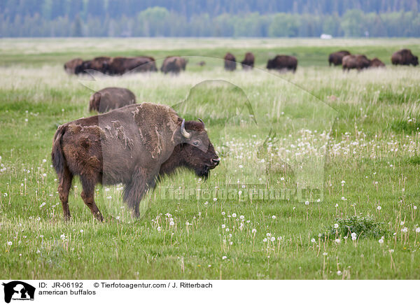 american buffalos / JR-06192