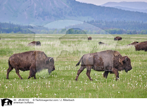 american buffalos / JR-06193