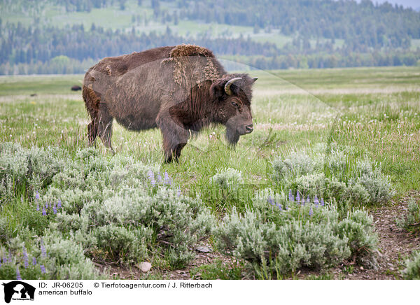 american buffalo / JR-06205