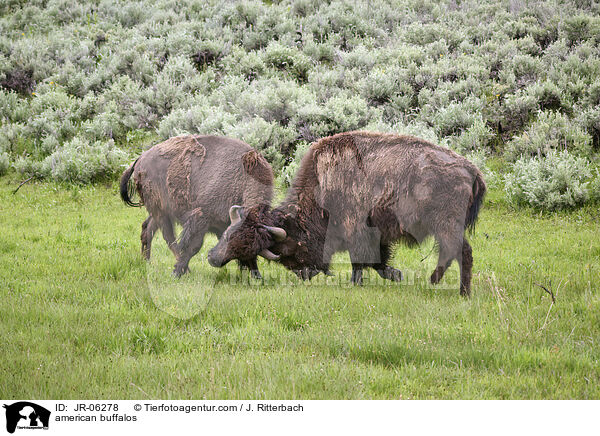 american buffalos / JR-06278