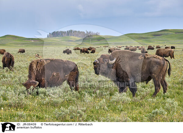 american buffalos / JR-06409
