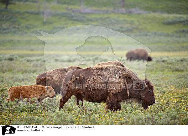 Amerikanische Bisons / american buffalos / JR-06424