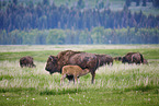 american buffalos