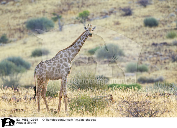 Angola Giraffe / MBS-12365