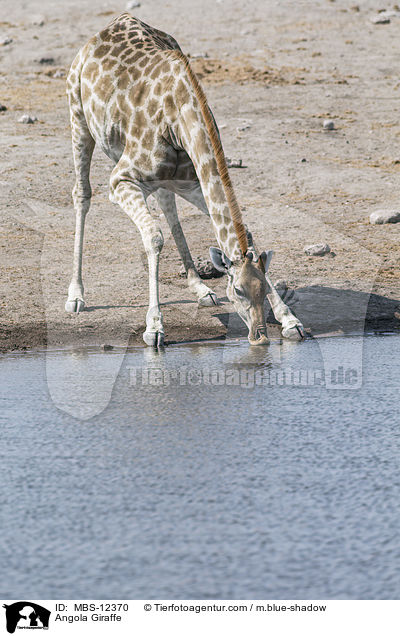 Angola Giraffe / MBS-12370
