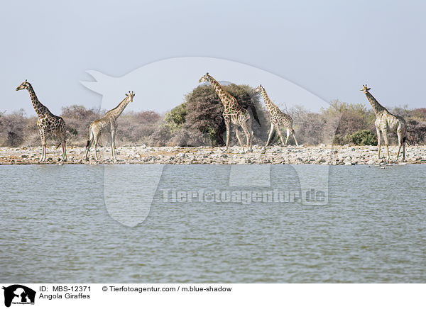 Angola Giraffes / MBS-12371