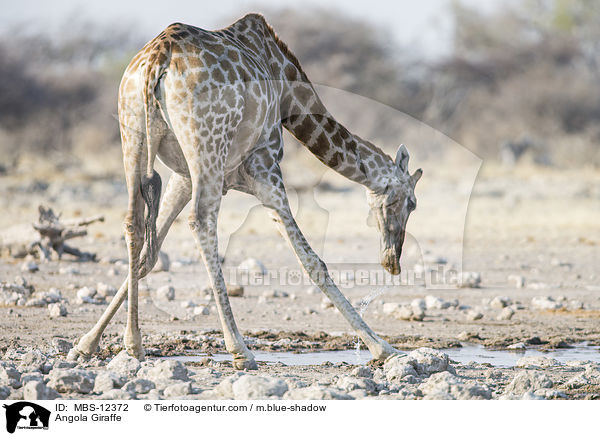 Angola Giraffe / MBS-12372
