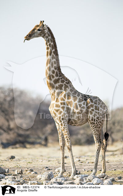 Angola Giraffe / MBS-12374