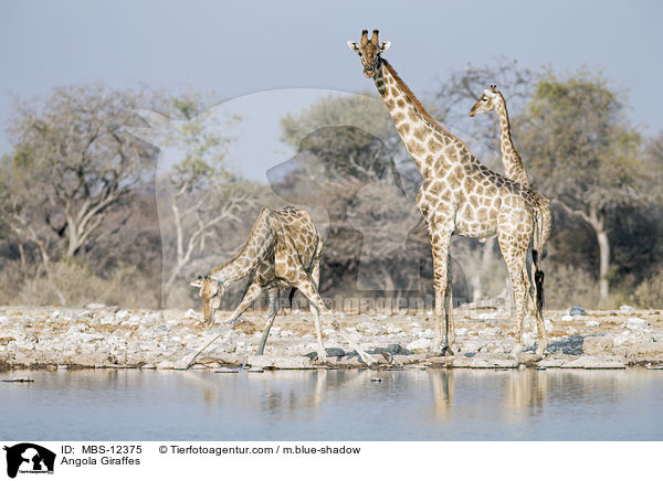Angola Giraffes / MBS-12375