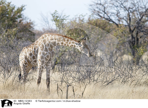 Angola Giraffe / MBS-12383