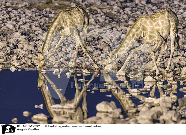 Angola Giraffes / MBS-12392
