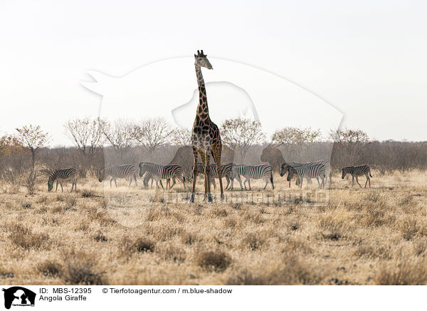 Angola Giraffe / MBS-12395