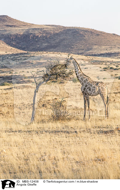 Angola Giraffe / MBS-12408