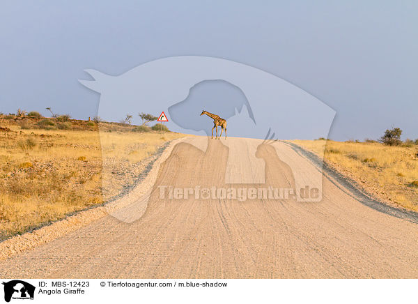 Angola Giraffe / MBS-12423