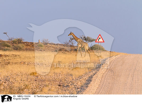Angola Giraffe / MBS-12424