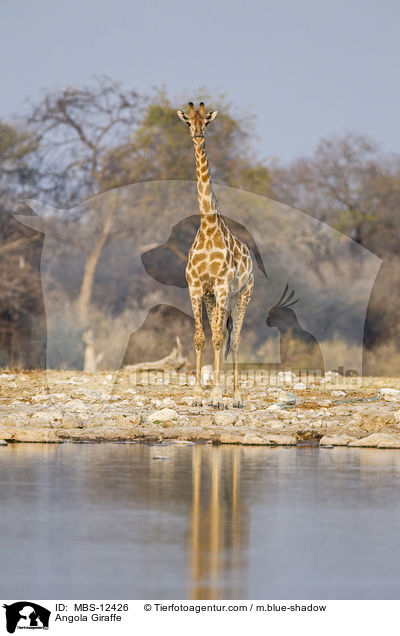 Angola Giraffe / MBS-12426