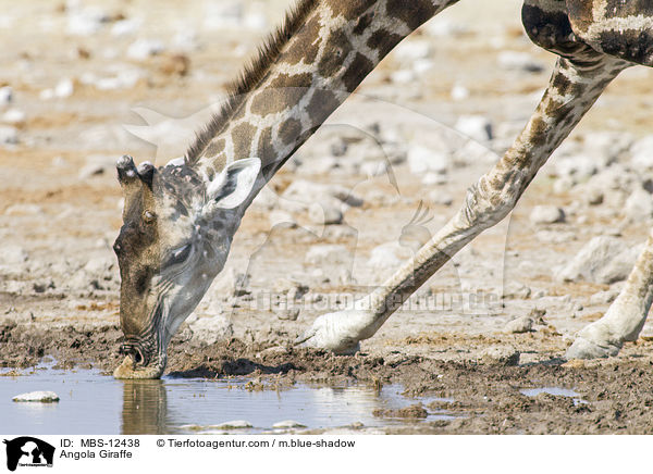 Angola Giraffe / MBS-12438