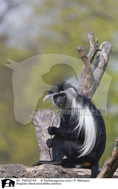 Angola-Mantelaffe / Angolan black-and-white colobus / PW-02745