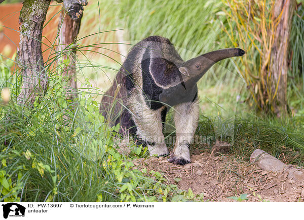 Ameisenbr / anteater / PW-13697