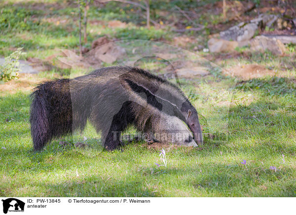 Ameisenbr / anteater / PW-13845