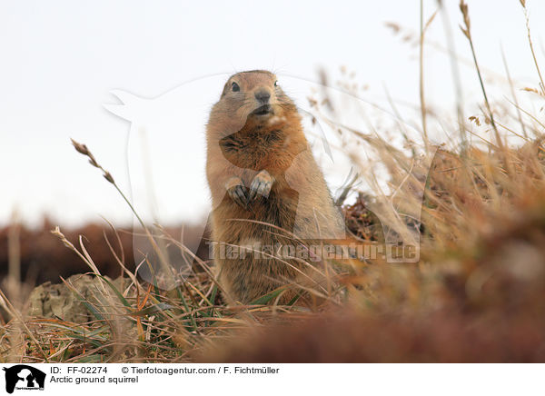Arktischer Ziesel / Arctic ground squirrel / FF-02274