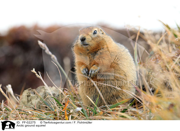 Arktischer Ziesel / Arctic ground squirrel / FF-02275