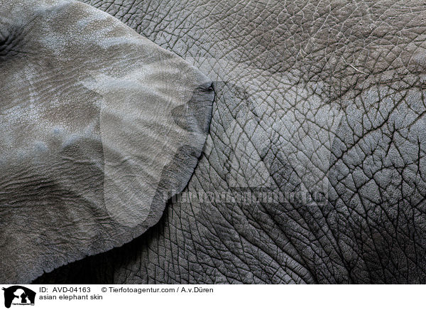 asian elephant skin / AVD-04163