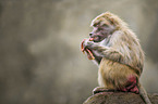 sitting Baboon