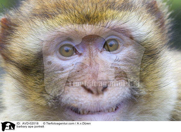 barbary ape portrait / AVD-02018