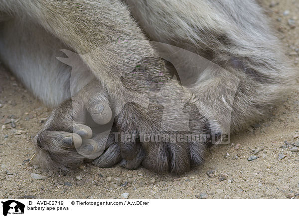barbary ape paws / AVD-02719