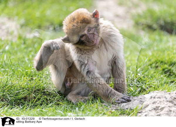 sitting Barbary Ape / IG-01229