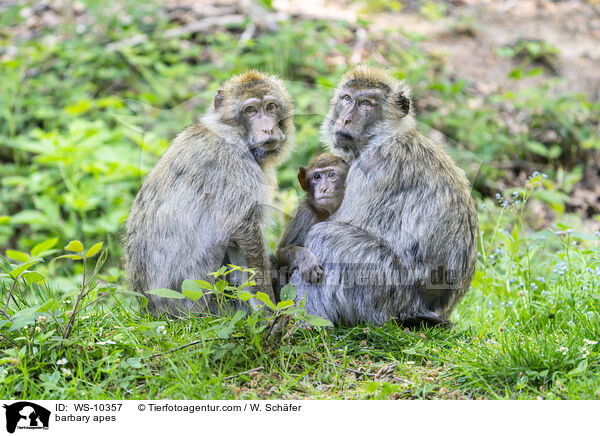 Berberaffen / barbary apes / WS-10357