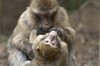 barbary apes