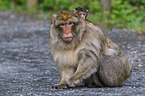 barbary apes