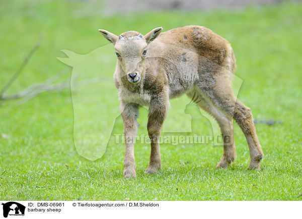 Mhnenspringer / barbary sheep / DMS-06961