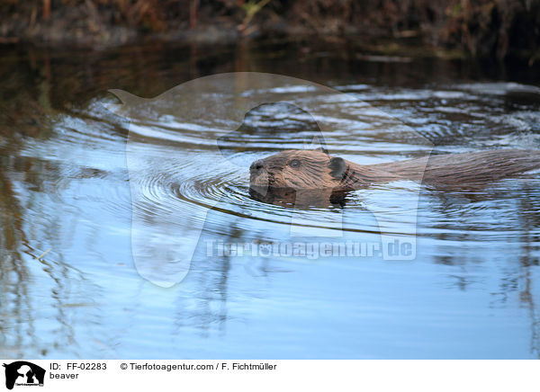 beaver / FF-02283