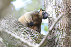 Bennett's tree-kangaroo