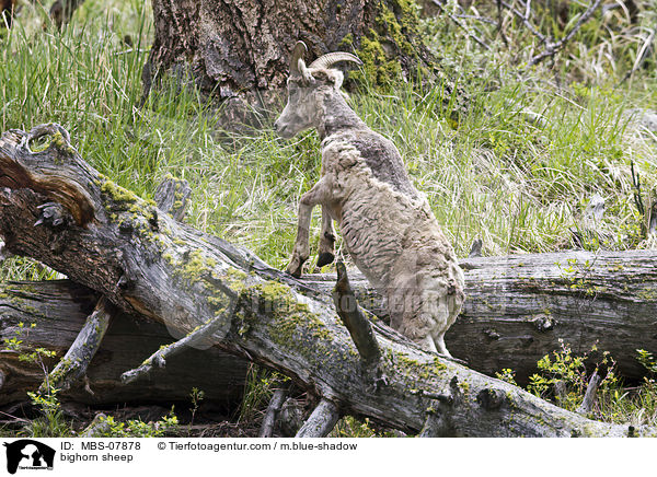 bighorn sheep / MBS-07878