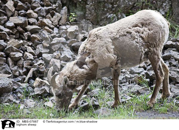 bighorn sheep / MBS-07887