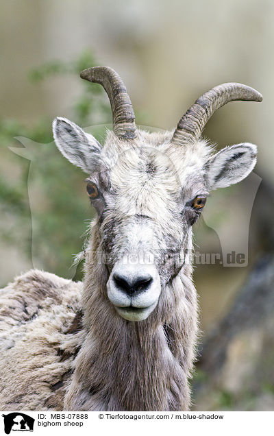 bighorn sheep / MBS-07888