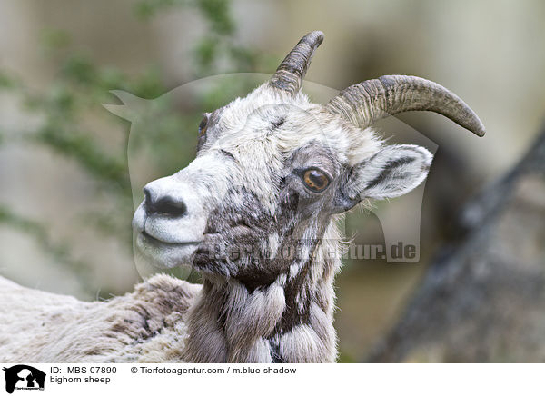 bighorn sheep / MBS-07890