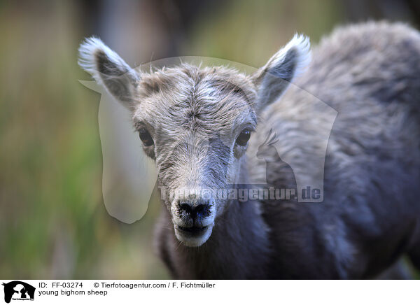 young bighorn sheep / FF-03274
