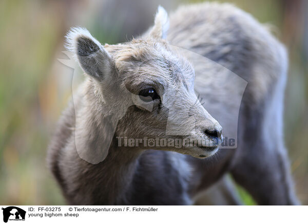 young bighorn sheep / FF-03275