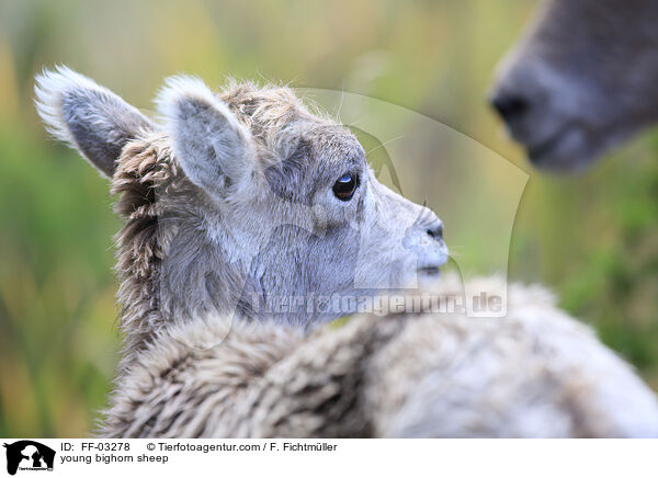 young bighorn sheep / FF-03278